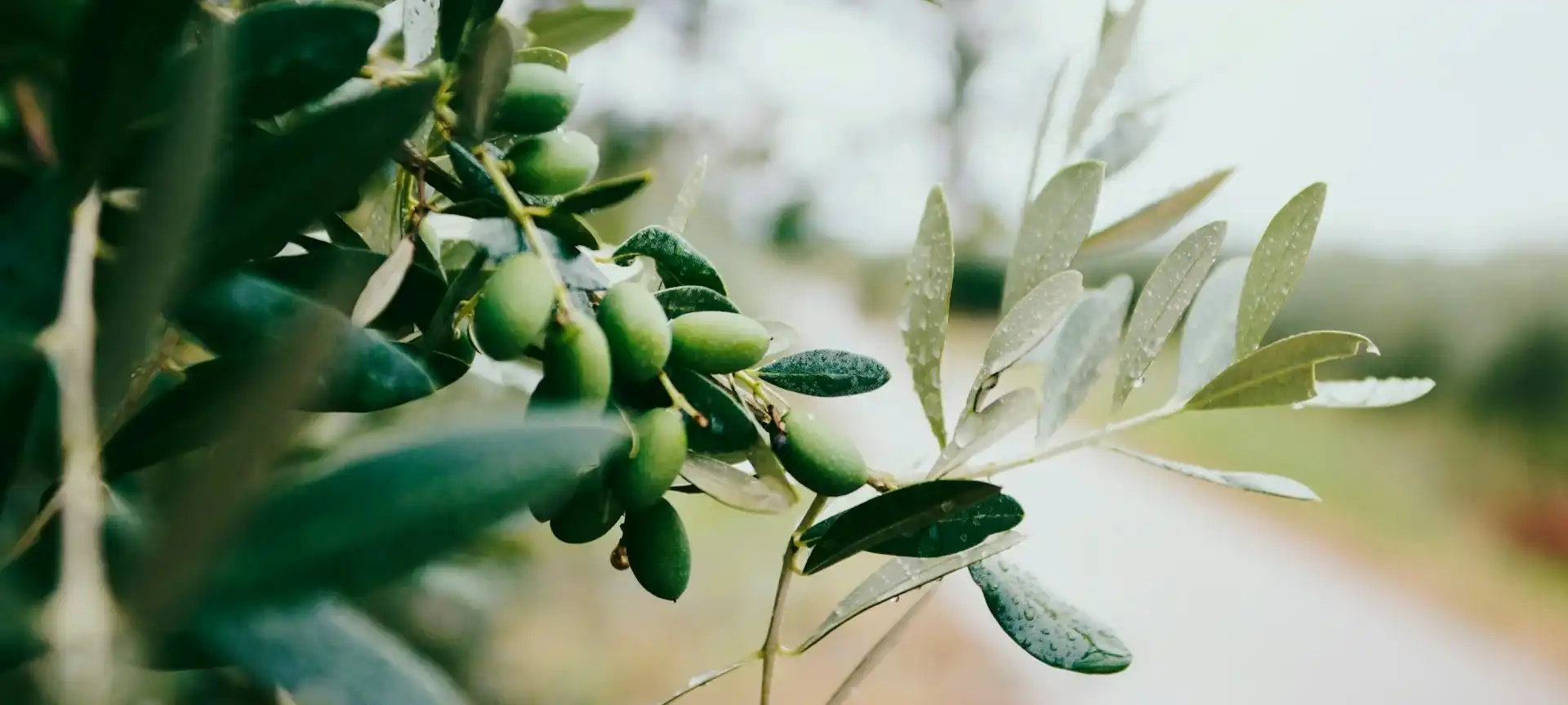 olive branches